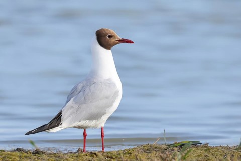Black-headed Black-headed Gull (Larus ridibundus) standing on the shore, wildlife, nature