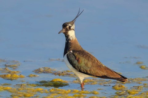 Lapwing (Vanellus vanellus) standing in shallow water, wildlife, nature photography, birds, gulls,