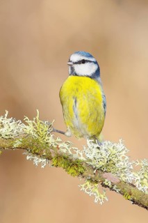 Blue tit (Parus caeruleus), sitting on a branch overgrown with moss and lichen, Wildlife, Animals,