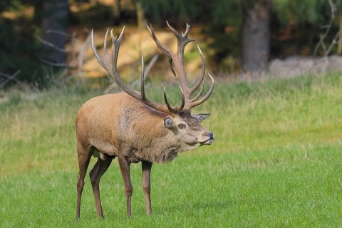 Red deer (Cervus elaphus) capital stag in a forest clearing during the rutting season, wildlife,