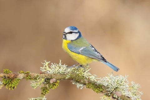 Blue tit (Parus caeruleus), sitting on a branch overgrown with moss and lichen, Wildlife, Animals,