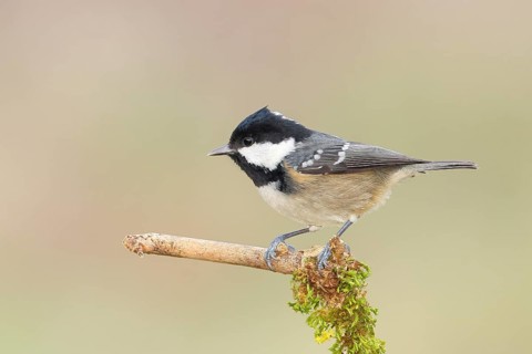 Fir tit (Periparus ater), sitting on a branch covered with moss, wildlife, animals, birds, tits,