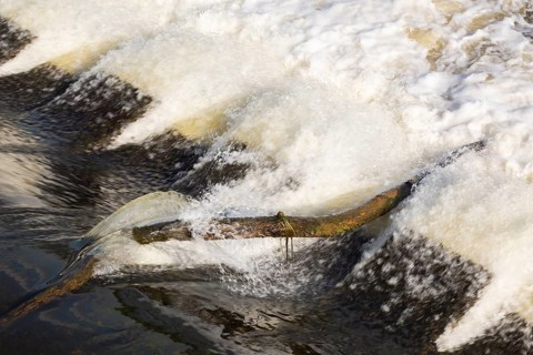 Driftwood log jammed on hydraulic jumps at base of water diversion dam on Des Mille-Iles RIver in