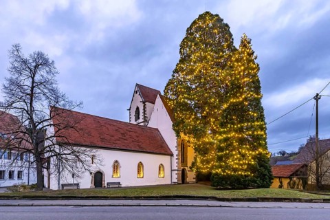 One of the tallest natural Christmas trees in Germany can be found at St Mary's Church in