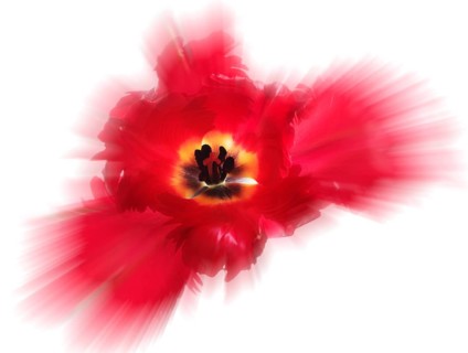 Garden tulip, Gesner's tulip, parrot tulip (Tulipa gesneriana), zoom effect