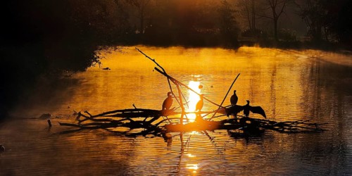 Atmospheric sunrise over the Lippe river in autumn with cormorants, Lippeaue, Lippstadt, North