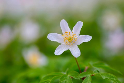 Wood anemone / European thimbleweed (Anemone nemorosa) close-up of white flower showing yellow