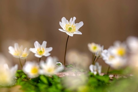 Colonial growth of wood anemones / European thimbleweed (Anemone nemorosa) white flowers blooming