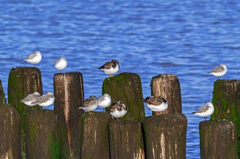 Sanderlings, ruddy turnstones and purple sandpiper in winter plumage resting on wooden breakwater,