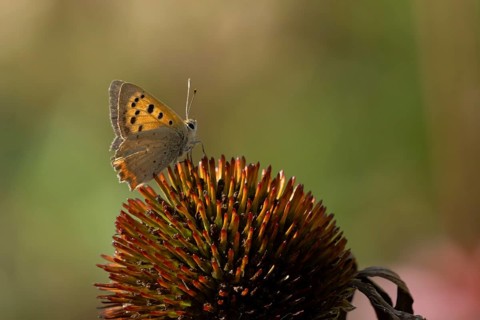 Small copper butterfly (Lycaena phlaeas) adult insect on a Coneflower (Echinacea purpurea) plant