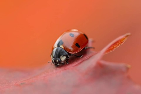 Seven-spot ladybird (Coccinella septempunctata) adult insect on a fallen red tree leaf in autumn,