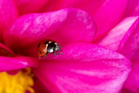 Seven-spot ladybird (Coccinella septempunctata) adult insect on a garden Dahlia flower in summer,