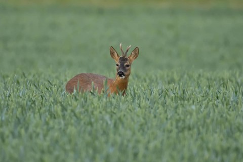 Roe deer (Capreolus capreolus) adult animal male roebuck in a farmland wheat field in summer,