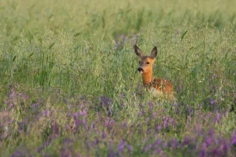 Roe deer (Capreolus capreolus) adult animal female doe in a farmland cereal field with purple vetch