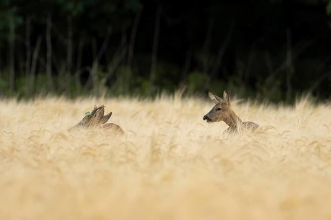 Roe deer (Capreolus capreolus) adult male roebuck and female doe two animals in a farmland barley
