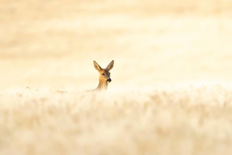 Roe deer (Capreolus capreolus) adult animal female doe in a farmland barley field in summer,