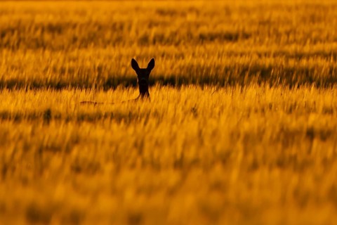 Roe deer (Capreolus capreolus) silhouette of an adult animal female doe in a farmland barley field
