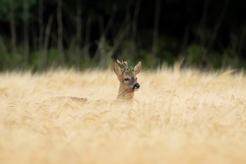 Roe deer (Capreolus capreolus) adult animal male roebuck in a farmland barley field in summer,