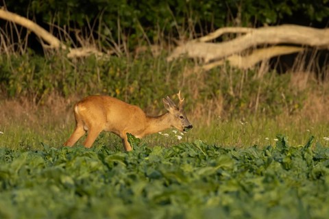Roe deer (Capreolus capreolus) adult animal male roebuck feeding in a farmland sugarbeet field in