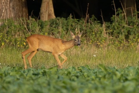 Roe deer (Capreolus capreolus) adult animal male roebuck on the edge of a farmland sugarbeet field