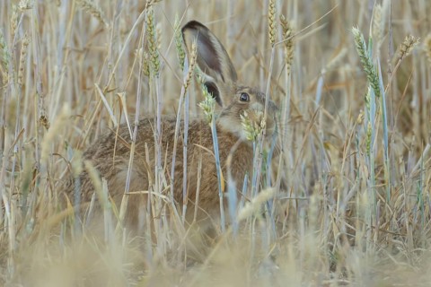 European brown hare (Lepus europaeus) adult animal feeding on a wheat sheath in a farmland field in
