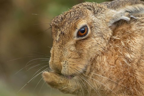 European brown hare (Lepus europaeus) adult animal washing its foot, England, United Kingdom