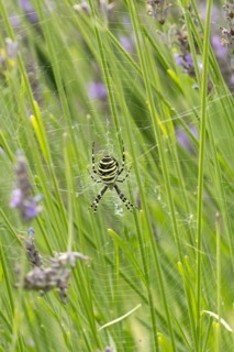 Wasp spider (Argiope bruennichi) adult in its web amongst lavender plants in the summer, England,