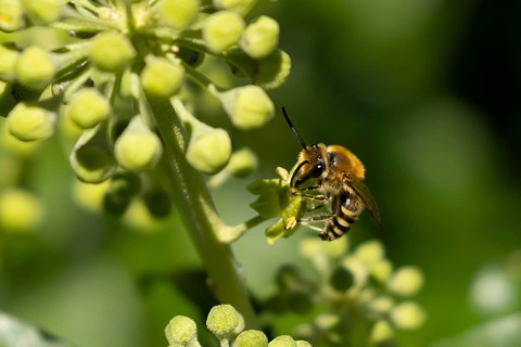 Ivy bee (Colletes hederae) adult insect feeding on Ivy flowers in the summer, England, United