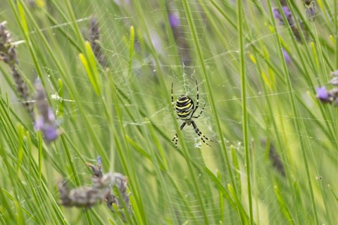 Wasp spider (Argiope bruennichi) adult in its web amongst lavender plants in the summer, England,