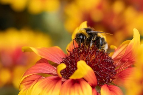 Buff tailed bumblebee (Bombus terrestris) adult bee insect feeding on garden Gaillardia flower in