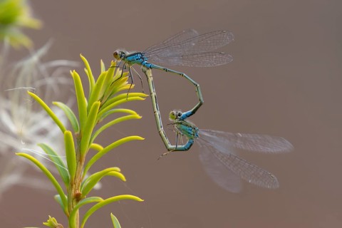 Red eyed damselfly (Erythromma najas) two adult insects mating on a Yew tree leaf in the summer,