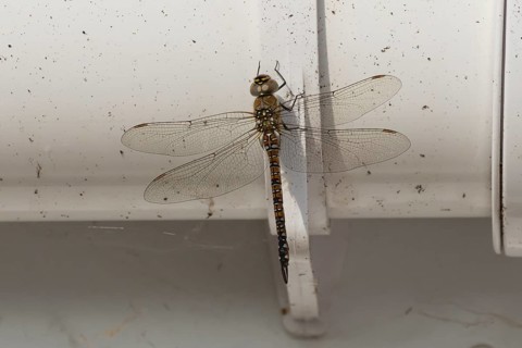 Migrant hawker dragonfly (Aeshna mixta) adult insect resting on a house gutter in the summer,
