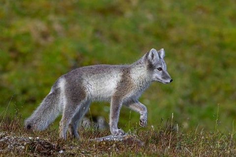 Arctic fox, polar fox (Vulpes lagopus) in summer coat foraging on the tundra, Svalbard,