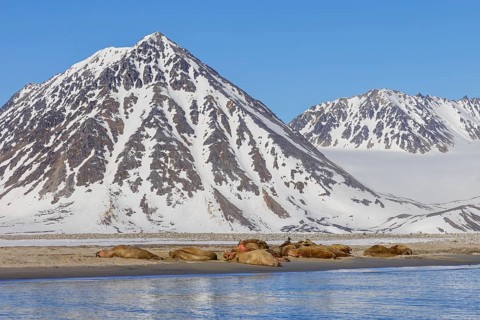 Atlantic walruses (Odobenus rosmarus) colony resting at terrestrial haulout, haul-out on beach