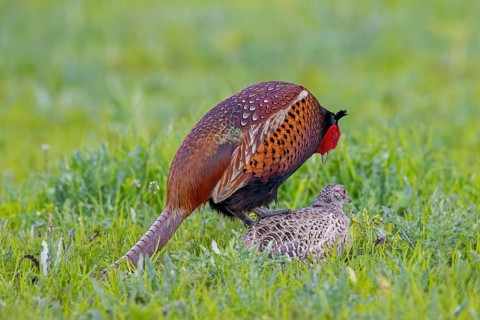 Common pheasant (Phasianus colchicus) male, cock mating with female, hen in field during the