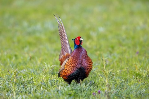 Common pheasant (Phasianus colchicus) adult male, cock in field during the breeding season in