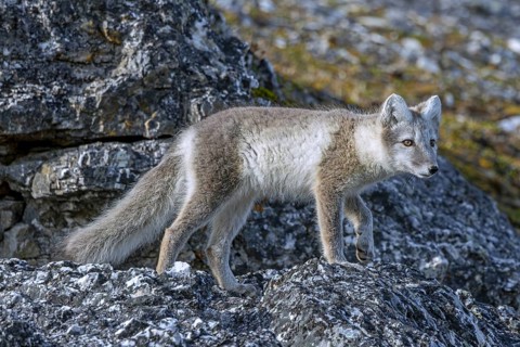 Arctic fox, polar fox (Vulpes lagopus) in summer coat foraging along rock face showing camouflage