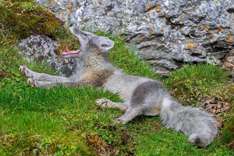 Arctic fox, polar fox (Vulpes lagopus) in summer coat resting on the tundra and showing teeth while