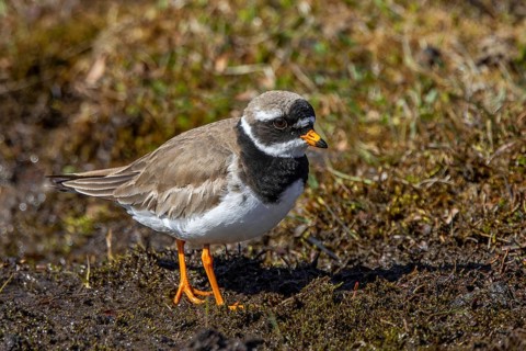 Common ringed plover (Charadrius hiaticula psammodromus) adult in breeding plumage foraging in