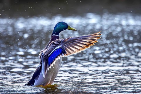 Mallard, wild duck (Anas platyrhynchos) adult male, drake flapping wings while swimming in pond in