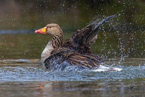 Greylag goose, graylag goose (Anser anser) bathing by splashing water with wings in pond in spring