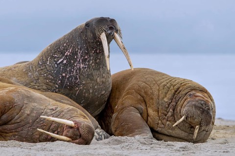 Atlantic walruses (Odobenus rosmarus) colony resting at terrestrial haulout / haul-out on beach