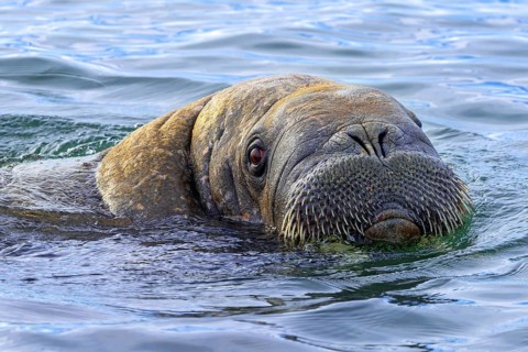 Walrus (Odobenus rosmarus) close-up of young male / bull showing whiskers while swimming in the