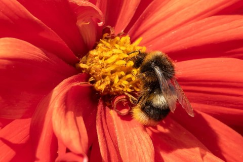 Buff tailed bumble bee (Bombus terrestris) adult insect feeding on garden Dahlia flower in the