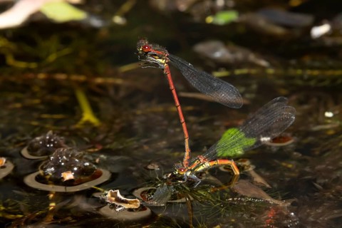 Large red damselfly (Pyrrhosoma nymphula) two adult insects mating on the water surface of a garden