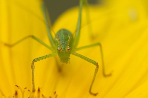Speckled bush cricket (Leptophyes punctatissima) adult insect on a garden Sunflower flower in the