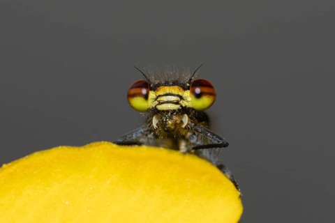 Large red damselfly (Pyrrhosoma nymphula) adult insect feeding on a fly on a garden yellow Kingcup