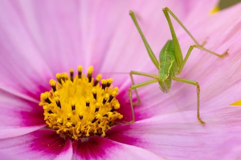 Speckled bush cricket (Leptophyes punctatissima) adult insect on a garden Cosmos flower in the