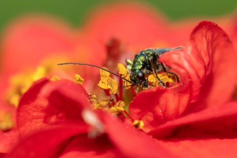Thick-legged flower beetle (Oedemera nobilis) adult insect feeding on a garden red Geum flower in