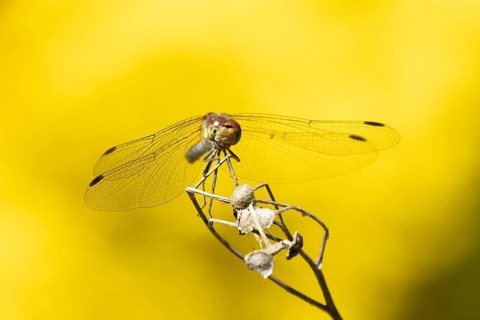 Common darter dragonfly (Sympetrum striolatum) adult insect on a plant seedhead in summer, England,